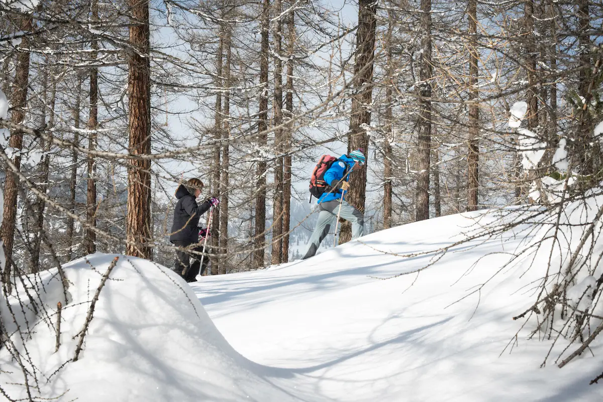 Sentier enneigé longeant la Doire, entouré de sapins, avec des traces d’animaux visibles dans la neige.